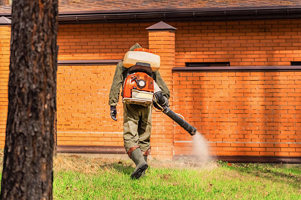 Trusted Ant Control service in Oyster Creek, TX - Nex Pest Control